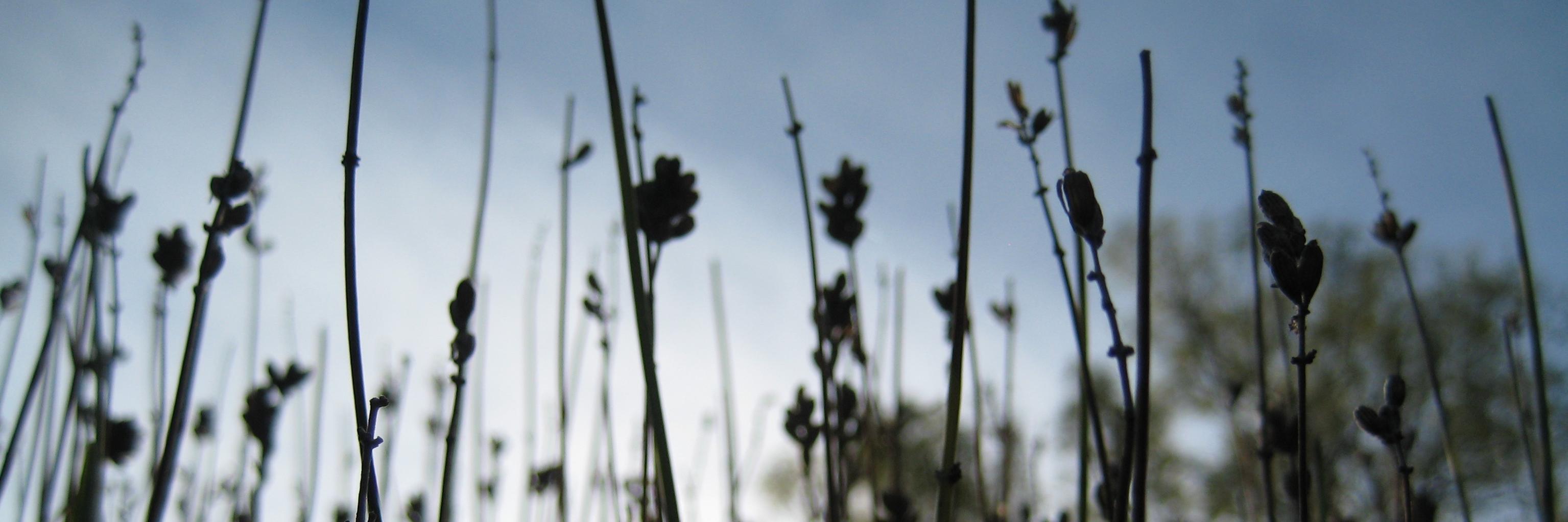 Liss Chavarria, MD banner