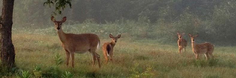 Rosa borisova banner