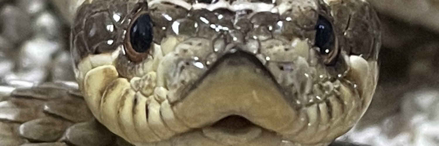 🍖ホルモン🍖 banner