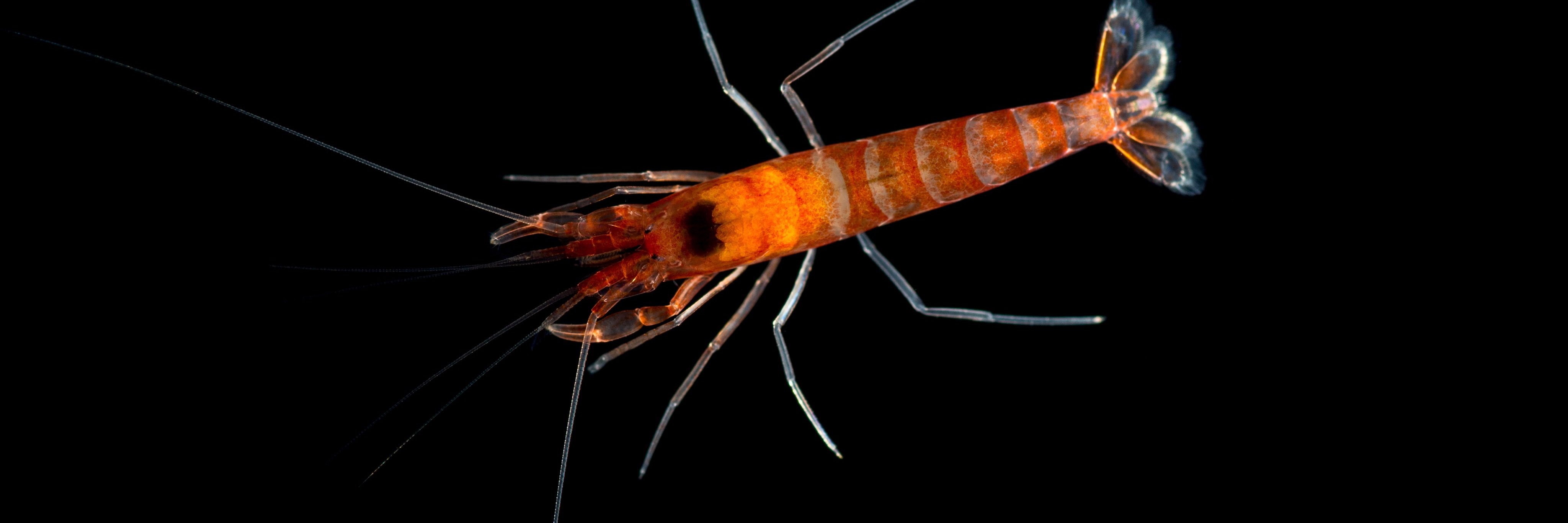 Reyn Yoshioka banner