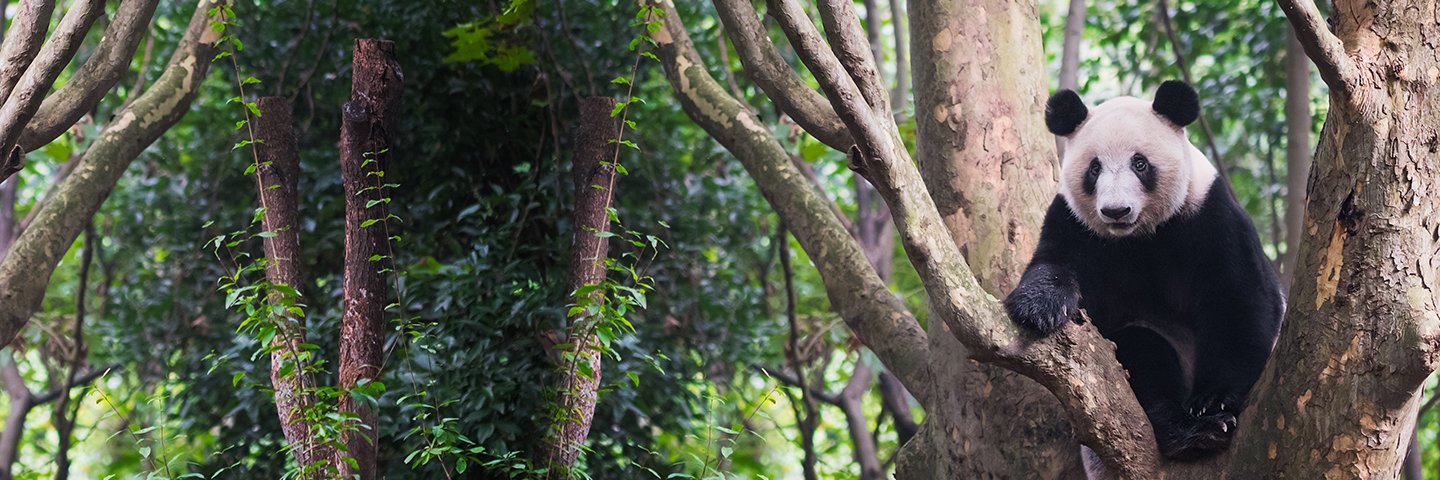 PandaPaws 🐼 banner