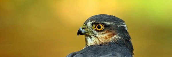 AntonAdeKoning Profile Banner