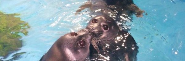 sealenjoyed Profile Banner