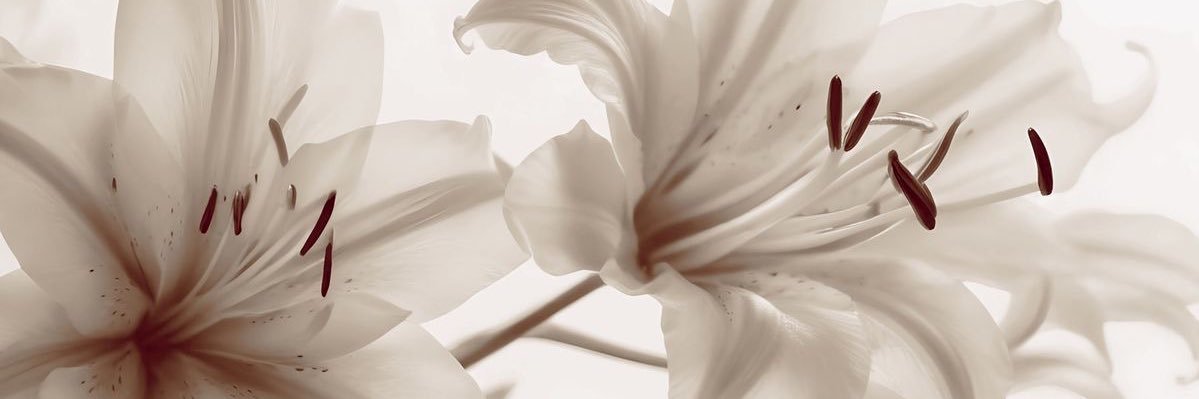 blorosalie's profile banner image
