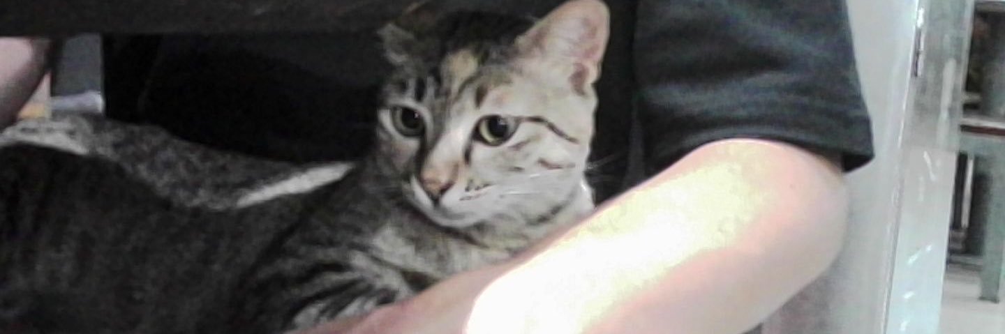 Irma🎀🐾 banner