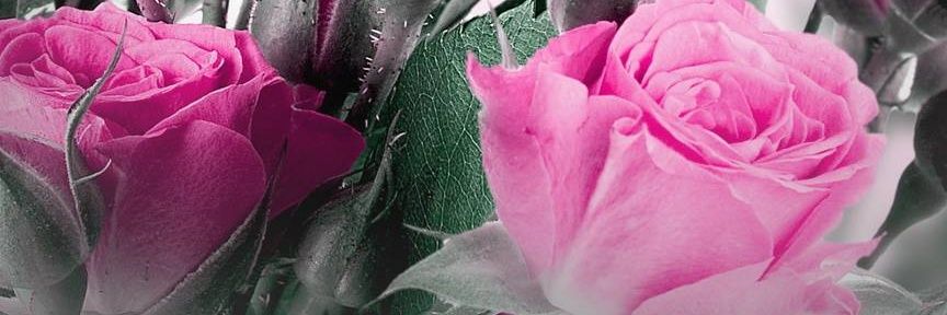 slm55us's profile banner image