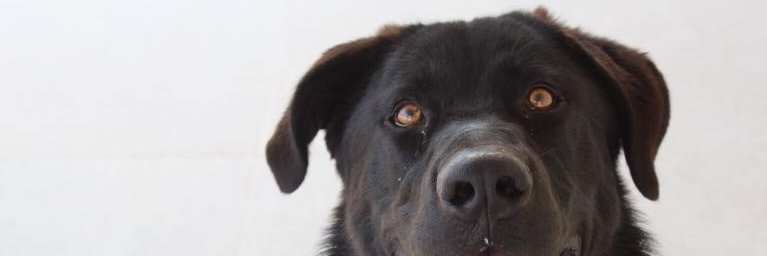 José Ángel Guardiola banner