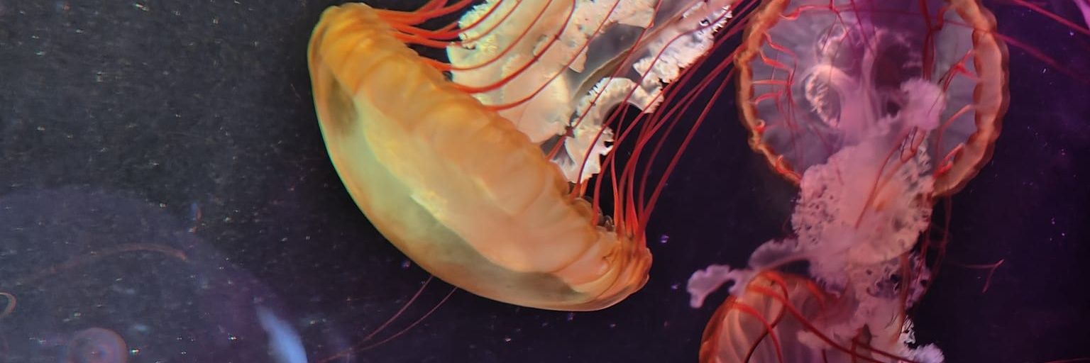 strngesights's profile banner image
