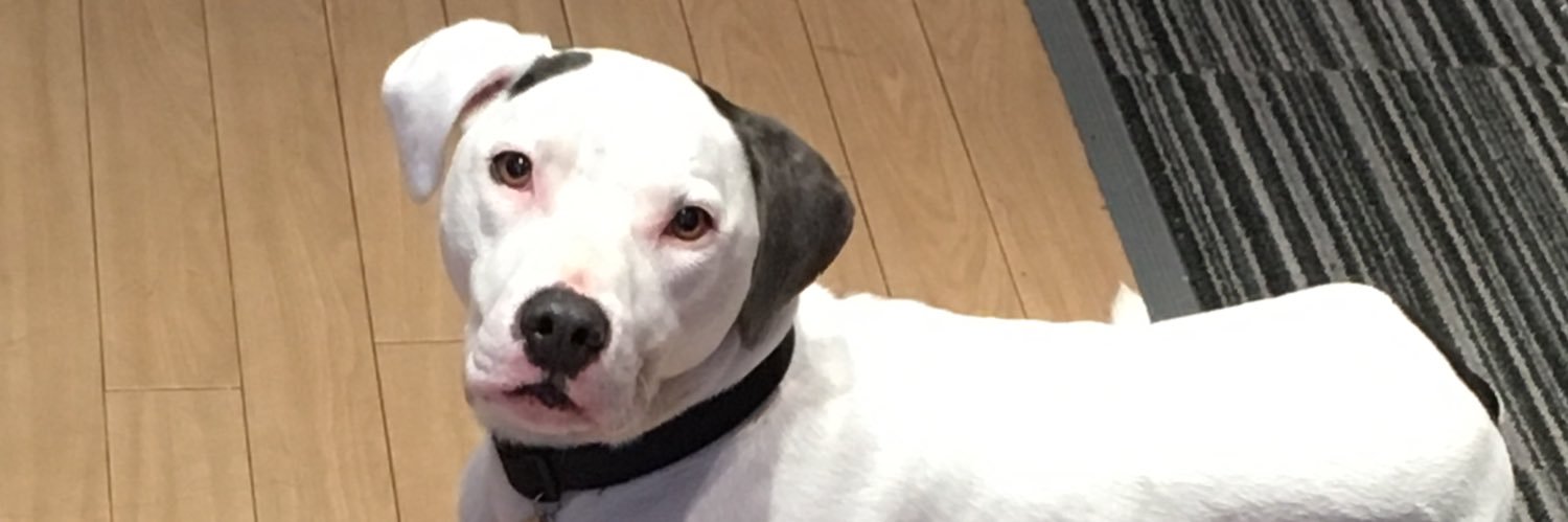 kos search dog banner