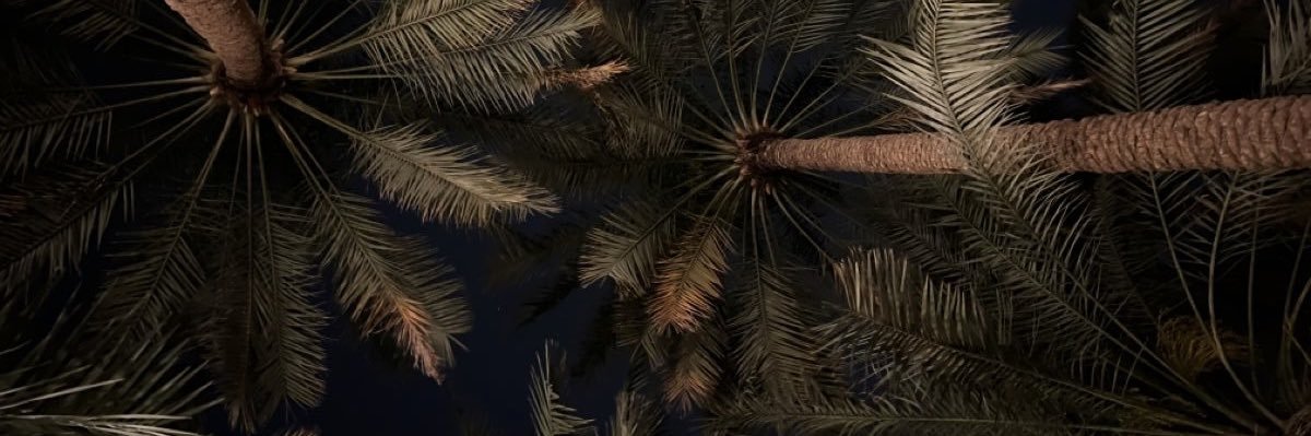 🌴 banner