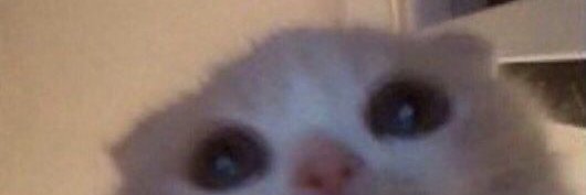 First cat to launch a memecoin banner