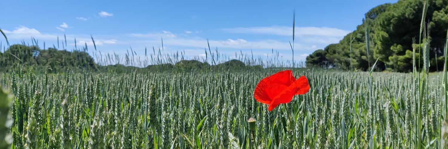 ismaelcatalin's profile banner image