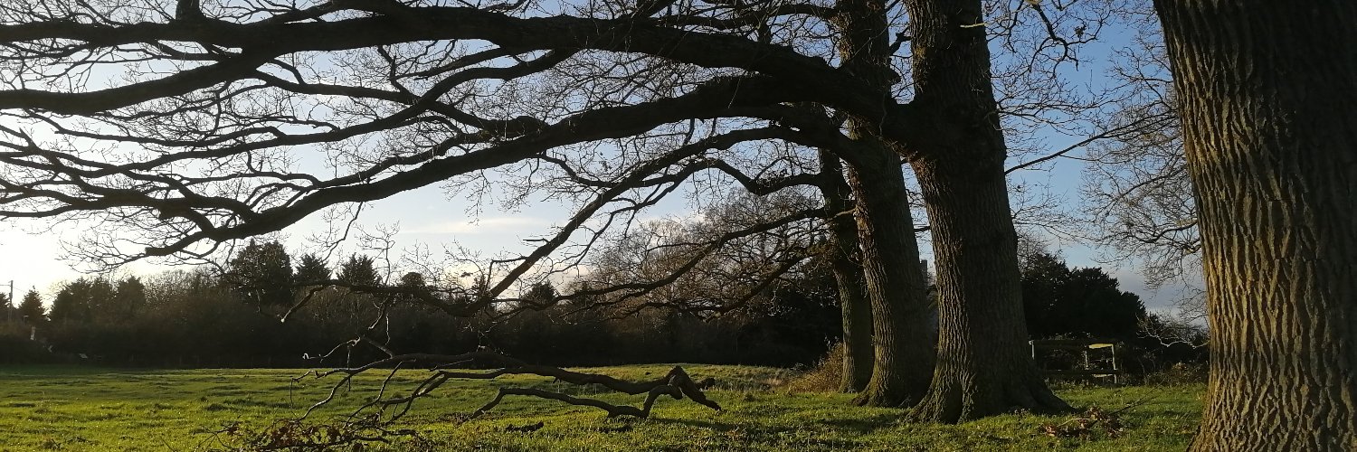 fentiger's profile banner image