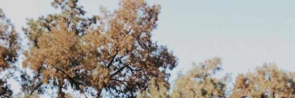 julitodea's profile banner image