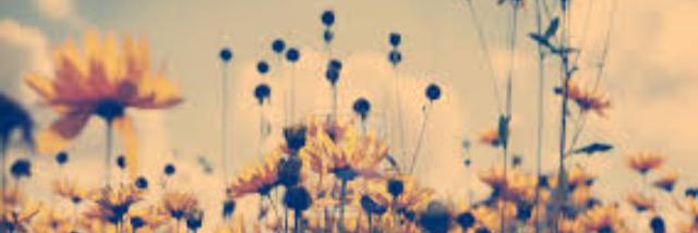 StephMansfieldx's profile banner image