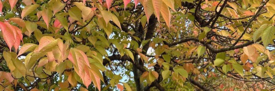 コン・カフェダ・イスキー⌚️@腕時計 banner