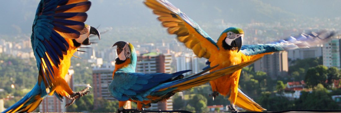 ArepaSifrina's profile banner image