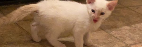 snortfaeriedust Profile Banner