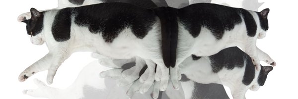 shiromakiiii Profile Banner