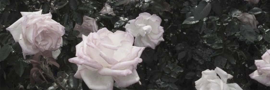 ほの banner