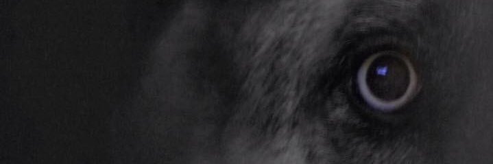 RedJunes's profile banner image