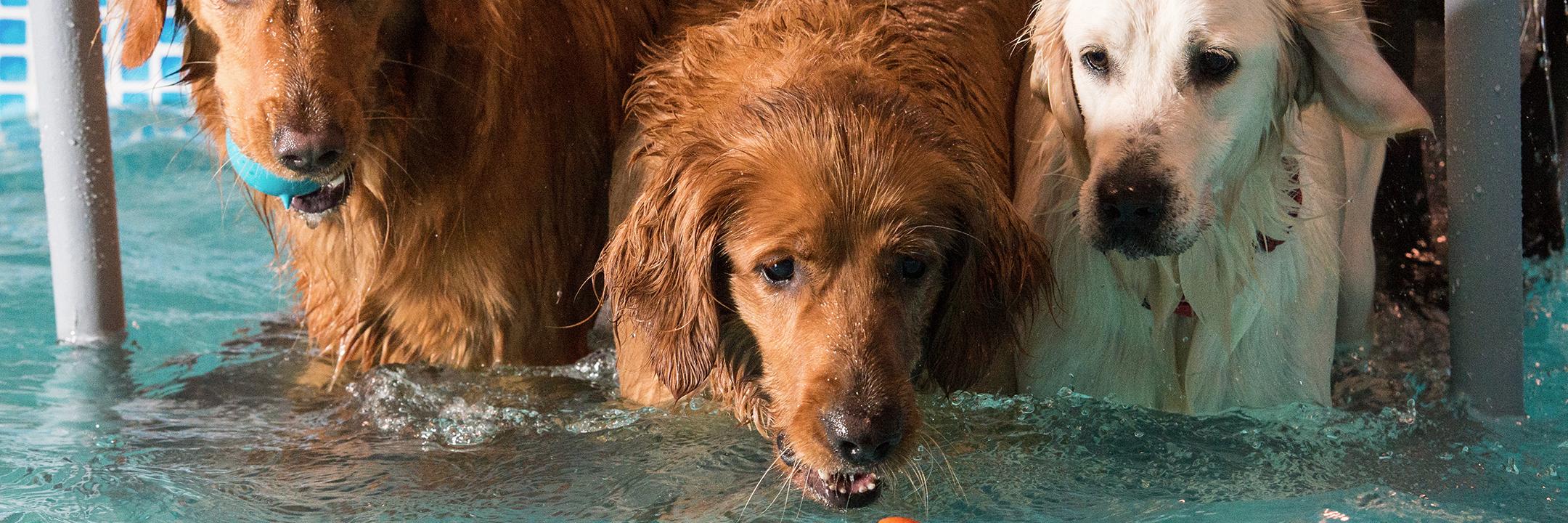Adogsdreamnc's profile banner image