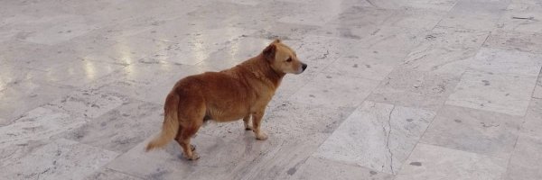 2912pali Profile Banner