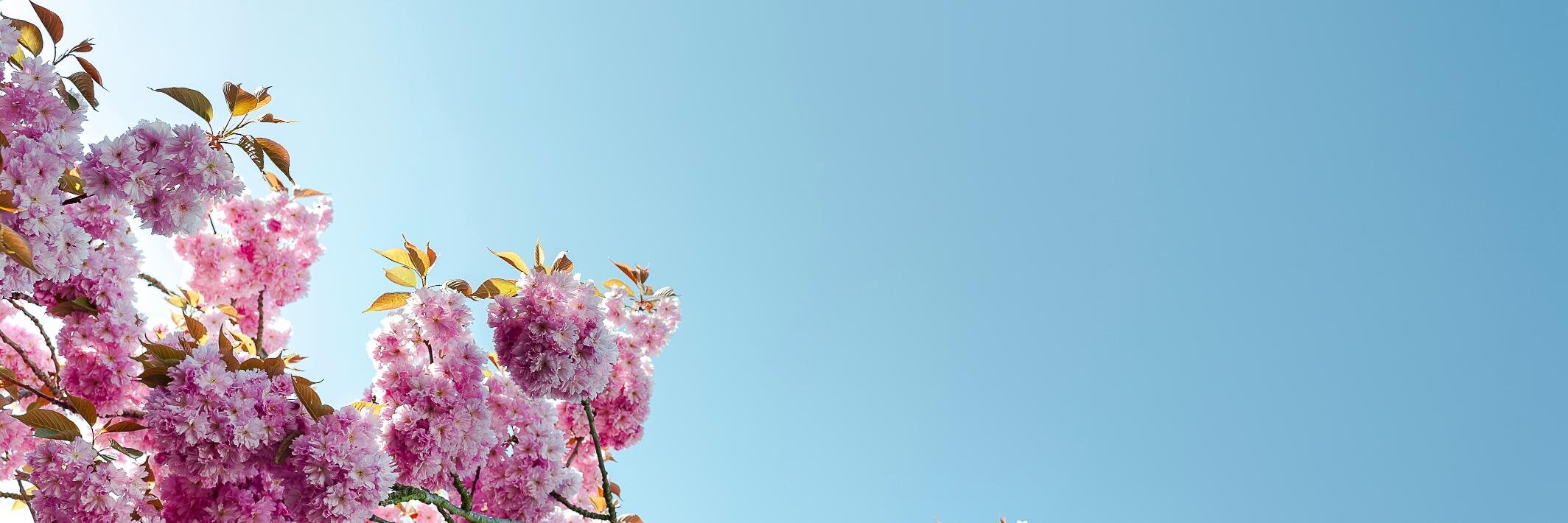 lexyloy's profile banner image