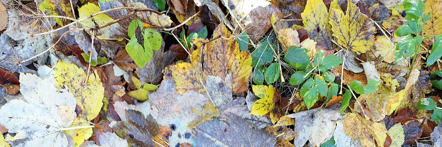 FORACHEF by Shaune V. Hall banner