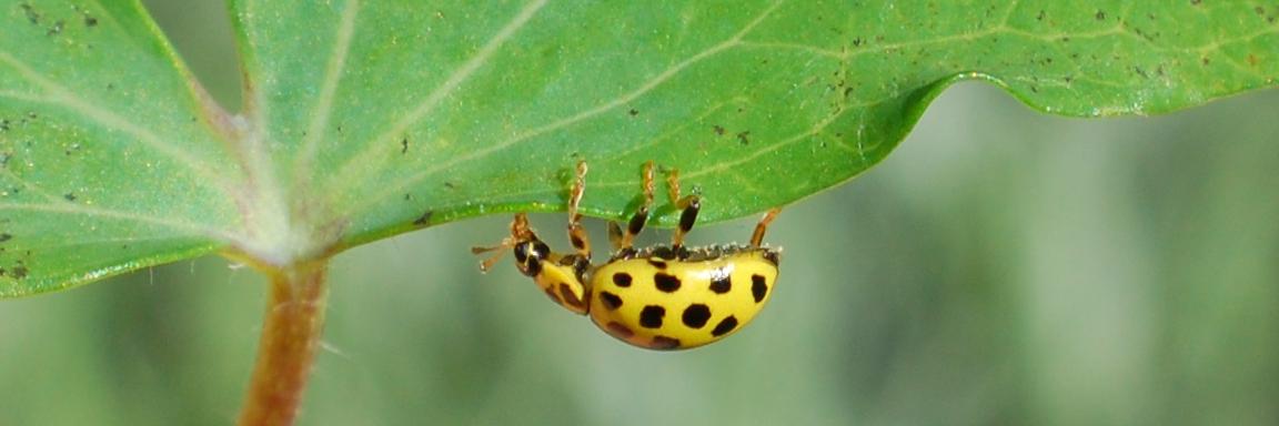 Richard Comont banner