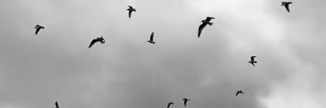 emillMotta's profile banner image