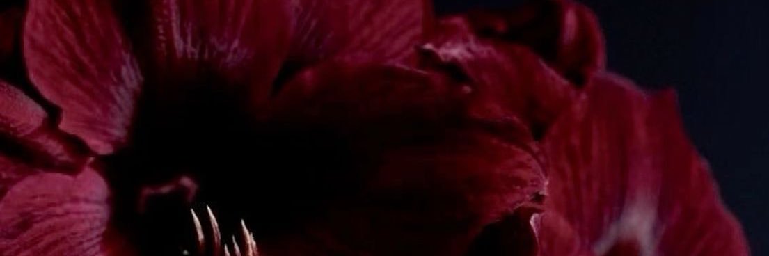 Niyia's banner
