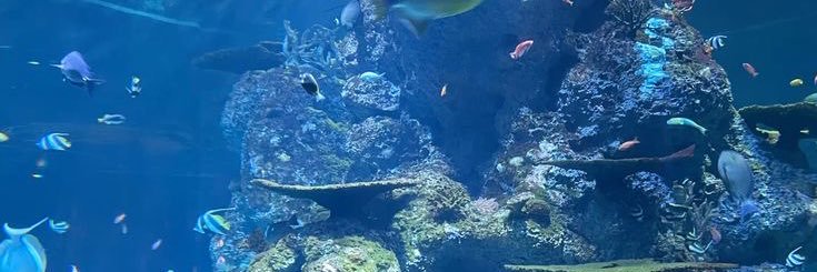 lilo °❀⋆.ೃ࿔*:･ banner