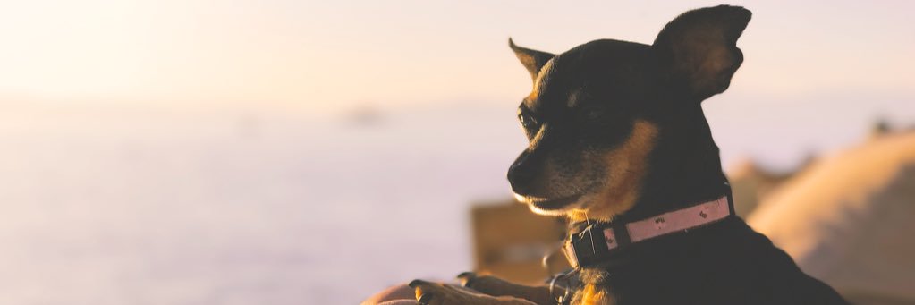 silliously's profile banner image