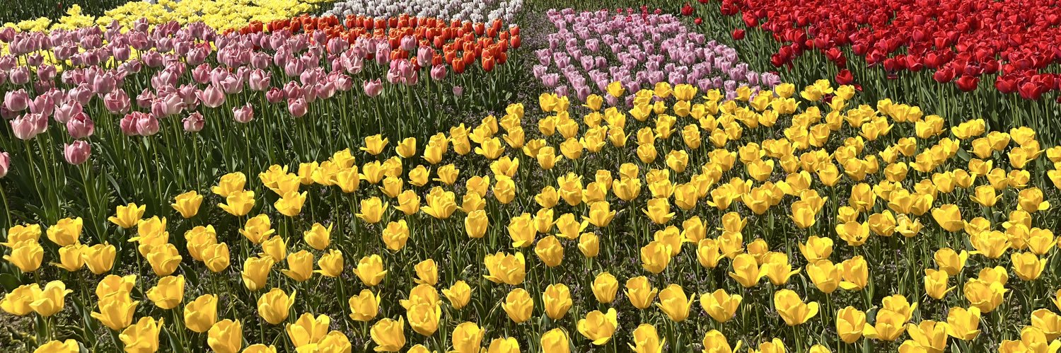 ごんちゃん¨̮⃝🌱20w🎀 banner