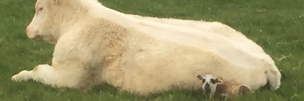 Dog12316's profile banner image