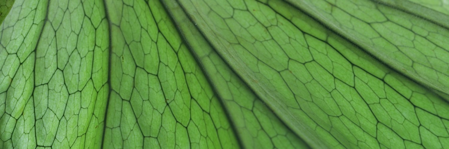 gpuweb's profile banner image