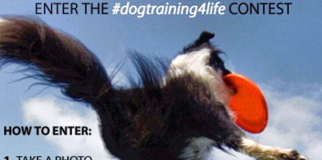 highlandk9's profile banner image