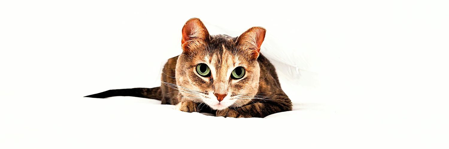 pedritols14's profile banner image