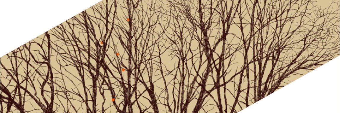 Biel Barnils Carrera banner