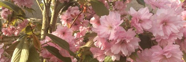 𝑉𝑒𝑟𝑎𝑙𝑦𝑡ℎ𓍢ִ໋🌷͙֒ banner