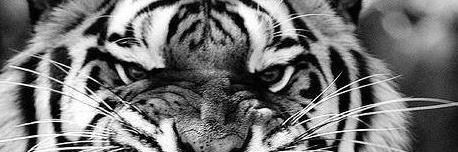 Raafitcha's profile banner image