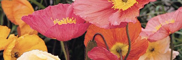 Swedest_Thing Profile Banner