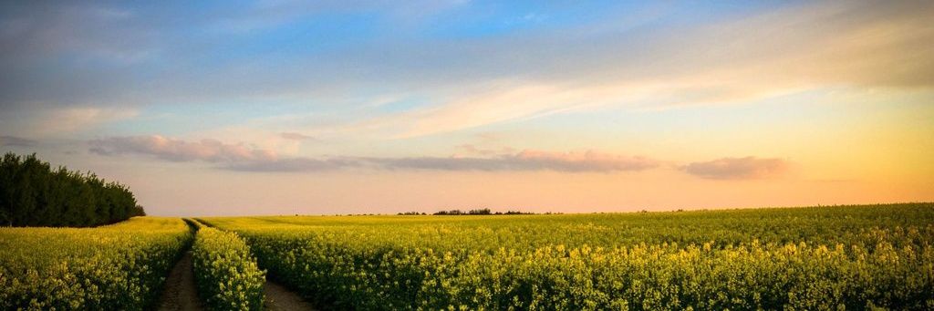 Tomek banner