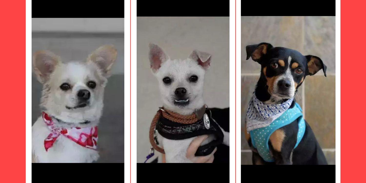 The Mutt Scouts banner