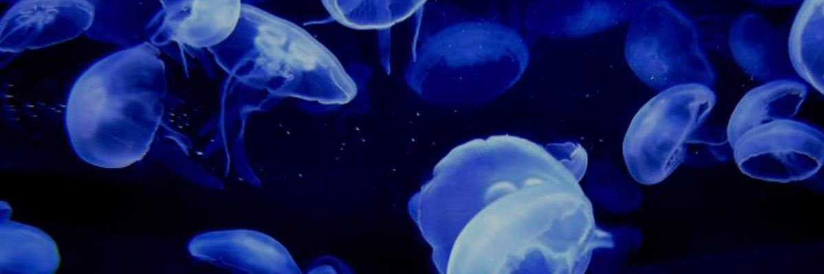 IMY__Mana's profile banner image