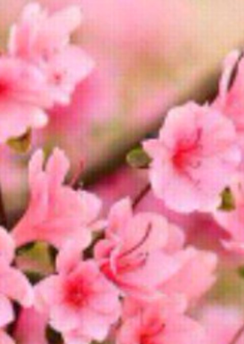 AnyelineTorres's profile banner image