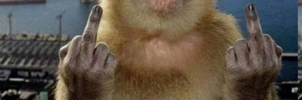 that one stupid monkey of shedtwt banner