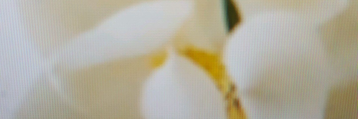jvcorellaS's profile banner image