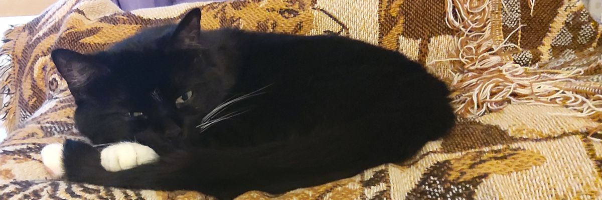 TorityPrism's profile banner image